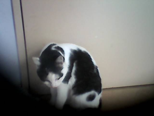 chipi - (3 ans)