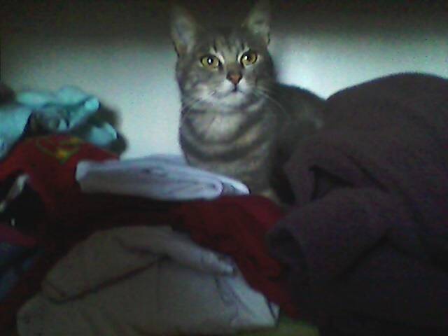 Hisis - (2 ans)
