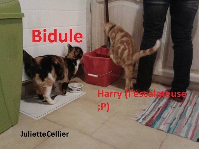 Bidule et Harry - (2 ans)