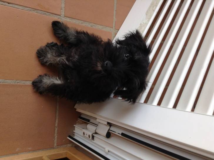 Blacky - (5 mois)