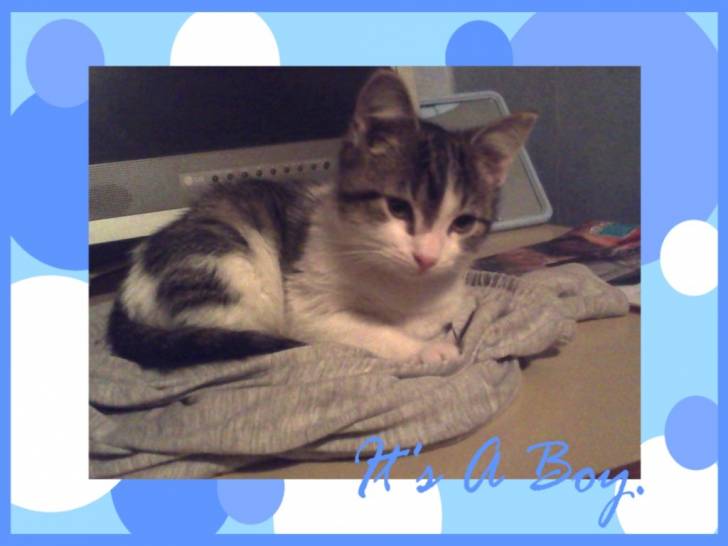 Bandit - Mâle (3 mois)