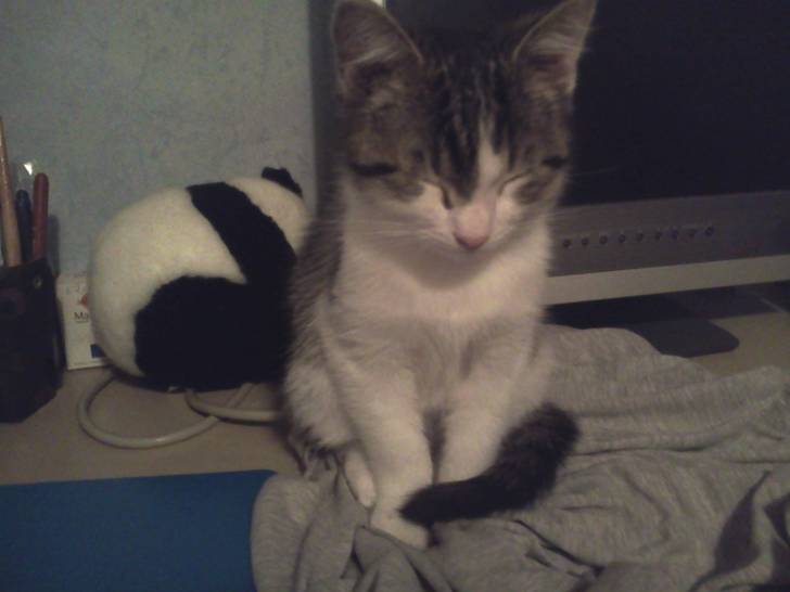 Bandit commence à avoir sommeil - Mâle (3 mois)