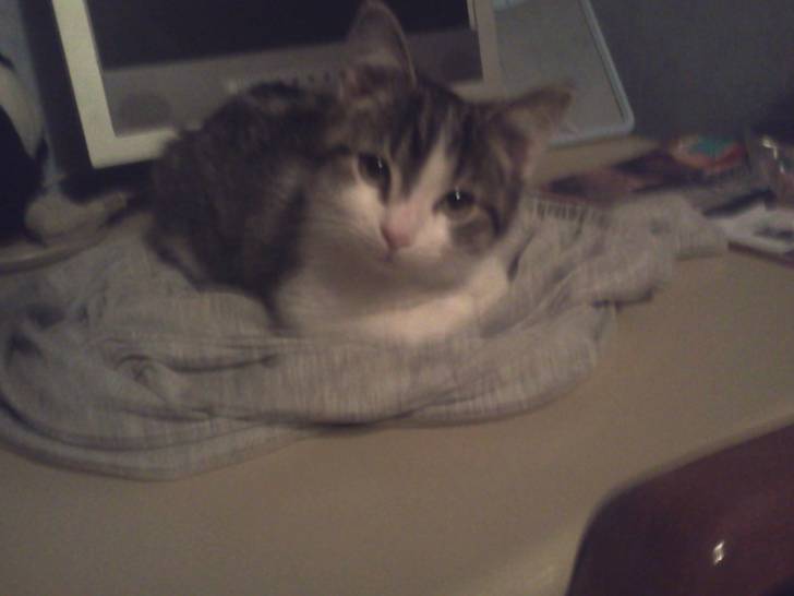 Bandit sur mon pyjama - Mâle (3 mois)