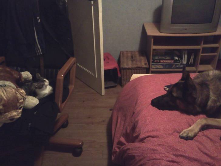 Bandit et Clan, le face à face ;) - Mâle (3 mois)
