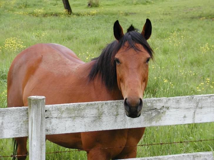 Scout - Mâle (5 ans)