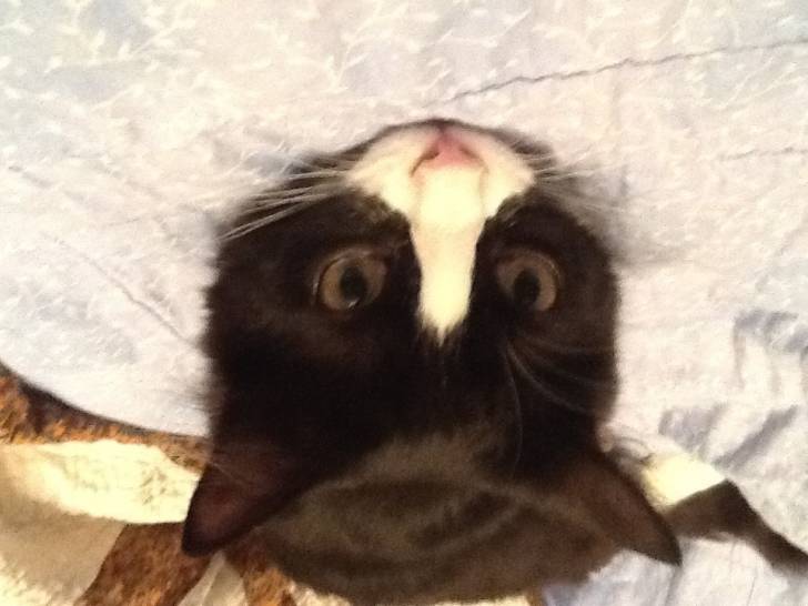 Zoe - (5 mois)