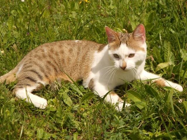 milka - Mâle (2 ans)