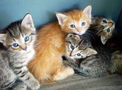 Tigard,smoky,and hecter - (4 mois)
