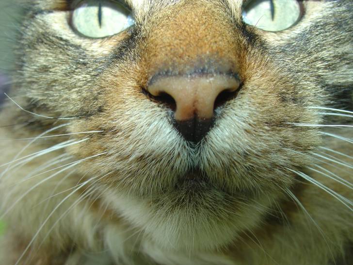Jasper - Mâle (5 ans)