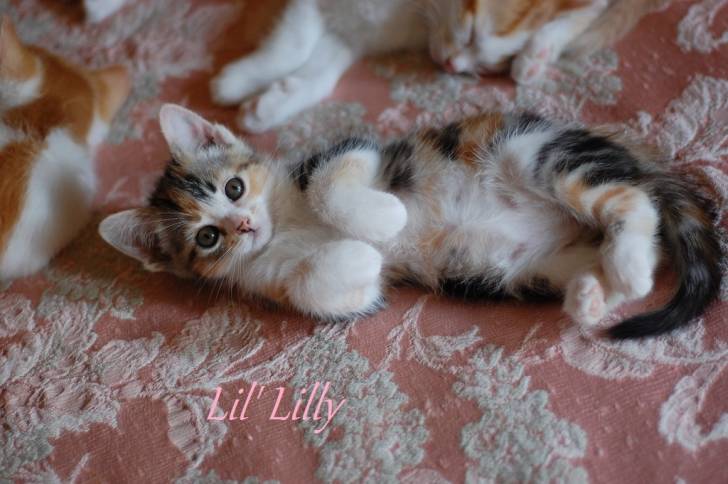 Lillie - (7 mois)