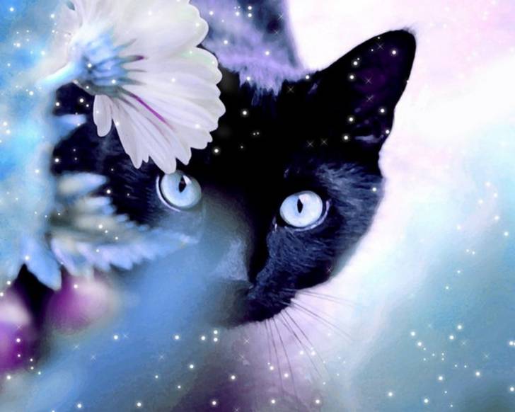 Midnight - Mâle (3 ans)