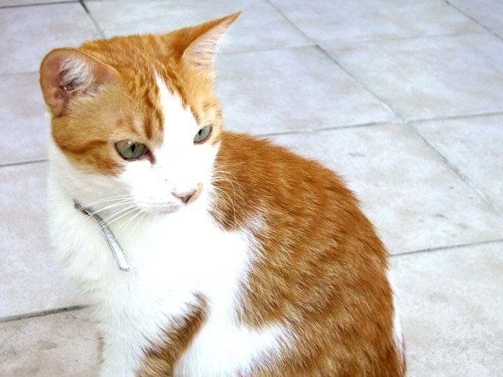 Caramelle - (9 ans)