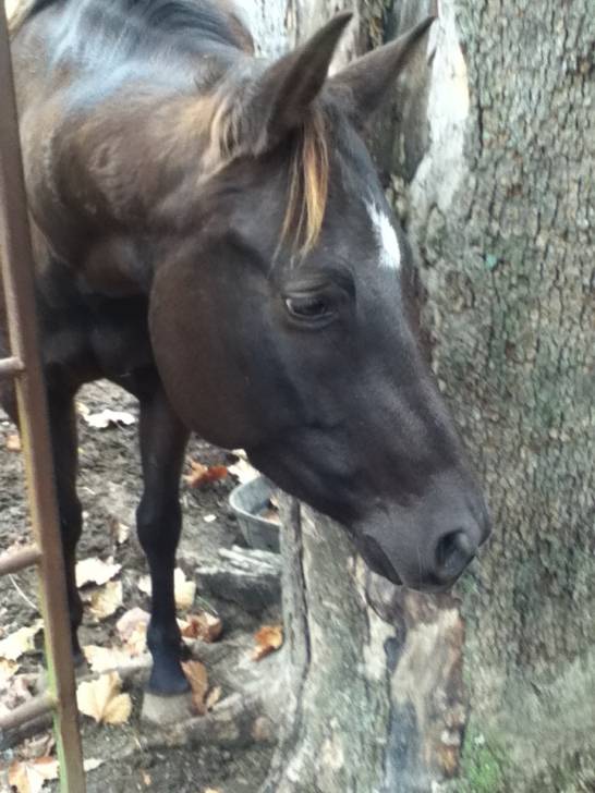 Junie - (5 ans)