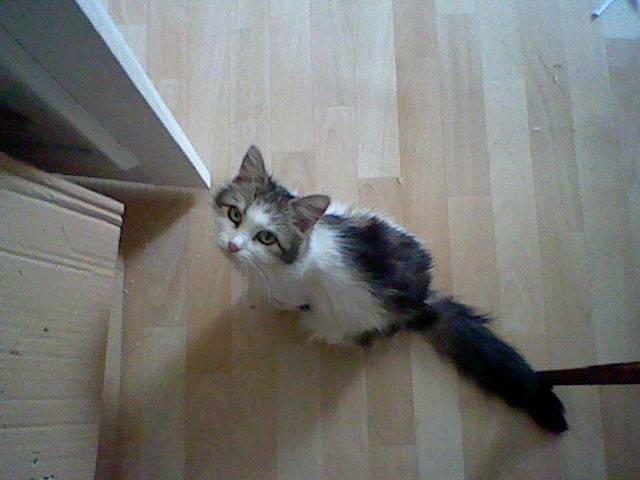 Citrouille - (4 ans)