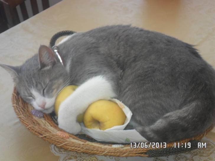 Leo - Mâle (2 ans)