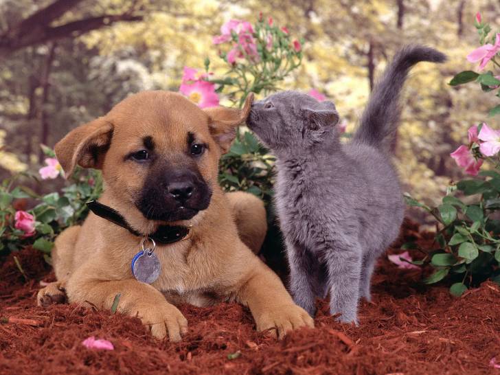 cat and dog - (21 ans)