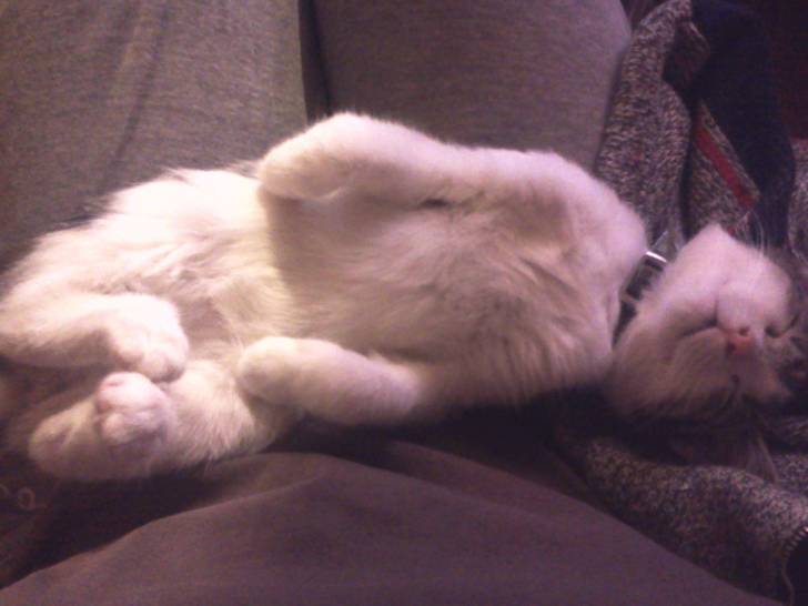 Bandit dort - Mâle (3 mois)