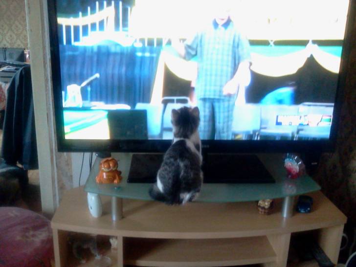 Bandit regarde la télé d'un peu trop près :) - Mâle (3 mois)