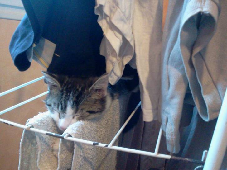 Bandit dans l'étendoir à linge - Mâle (3 mois)