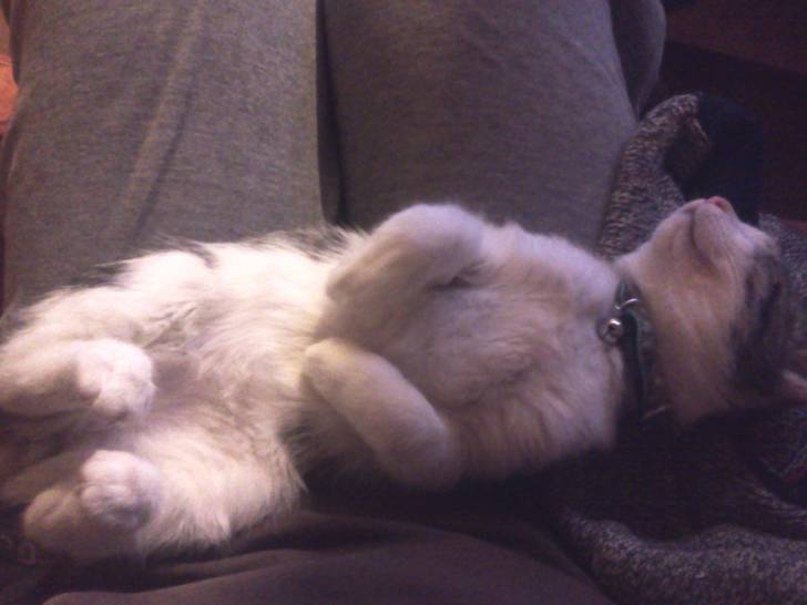 Bandit dort sur mes genoux - Mâle (3 mois)