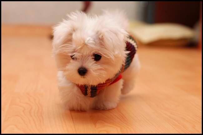 Ice - (3 mois)