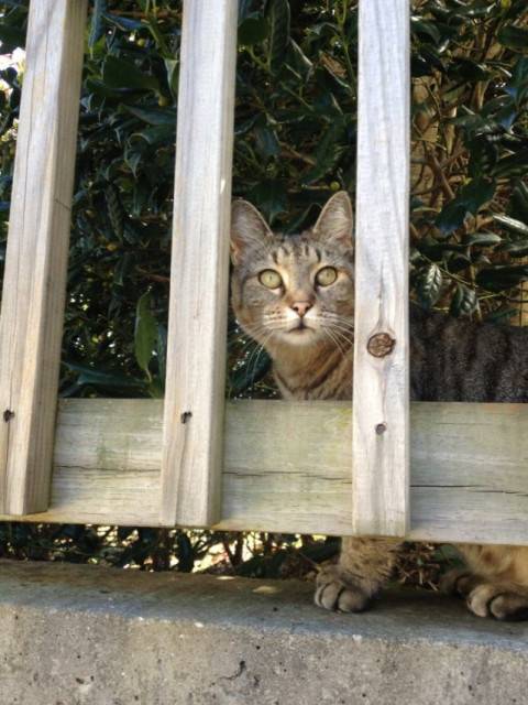 Lucky - (10 ans)