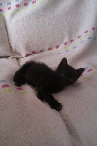 Nala - (8 mois)