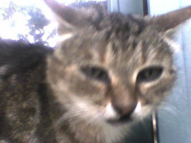 noisette - (4 ans)
