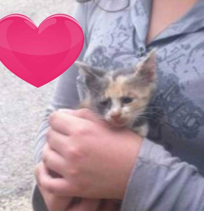 Kira - (5 mois)