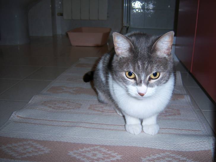Lilla - (4 ans)