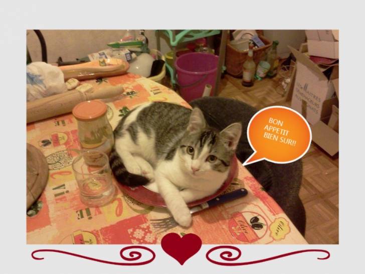 Bandit à table - Mâle (4 mois)
