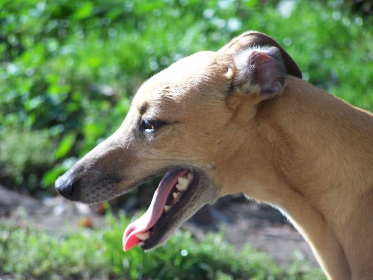 Bahia - (7 ans)