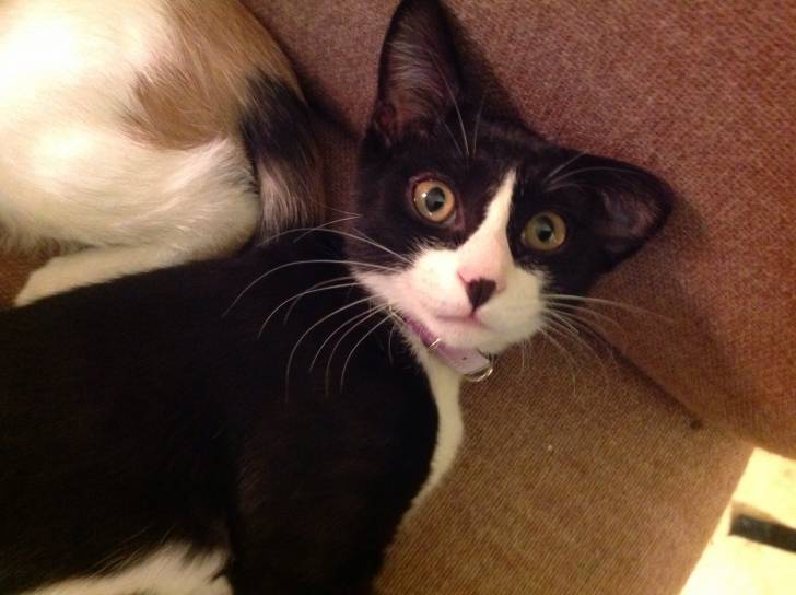 Tux kit - Mâle (4 mois)