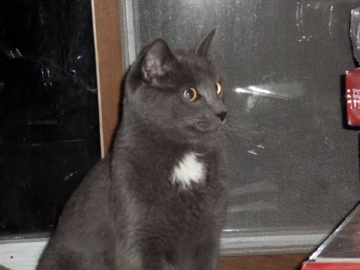 Rocky - Mâle (3 ans)
