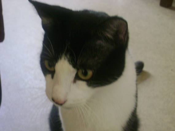 minette - (8 ans)