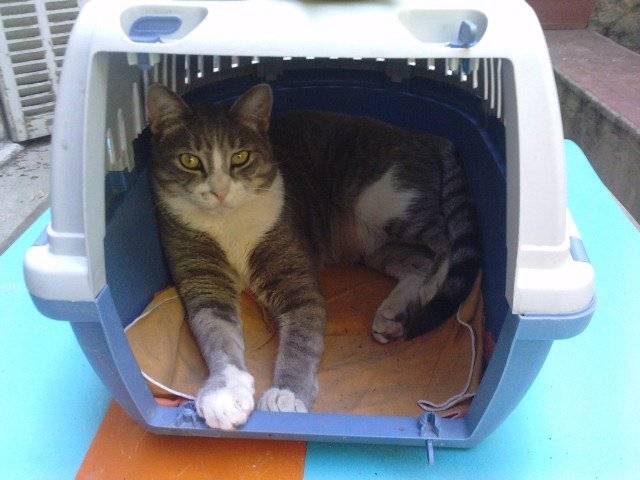 Titou - Mâle (4 ans)