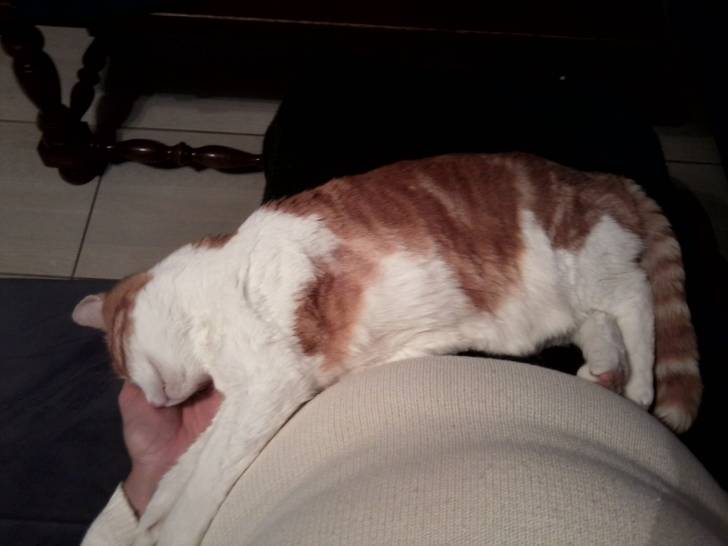 CARAMEL - Mâle (10 ans)