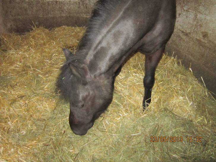 Nouki - Mâle (14 ans)
