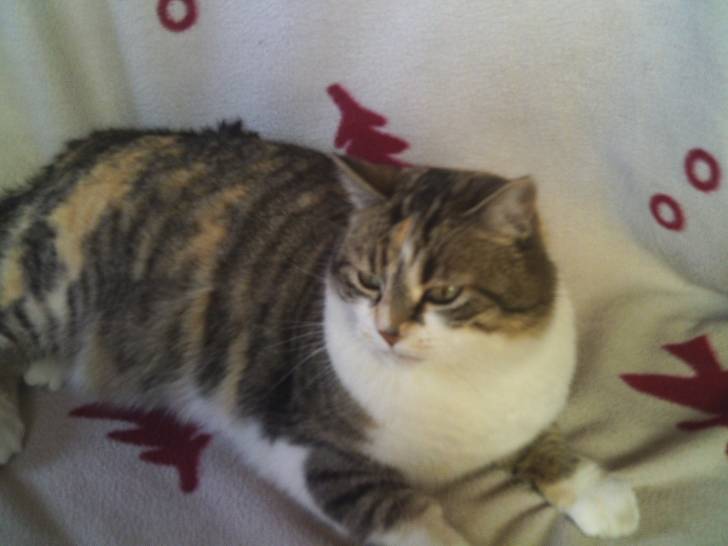 Biscotte - (8 ans)