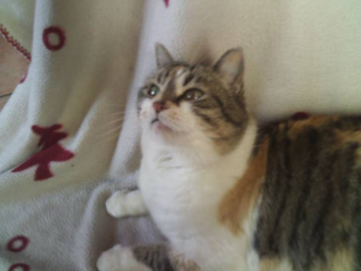 Biscotte - (8 ans)