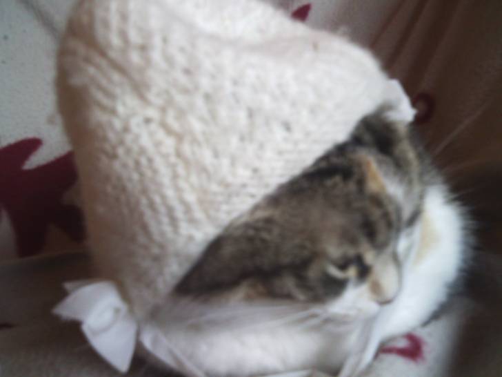 Biscotte - (8 ans)