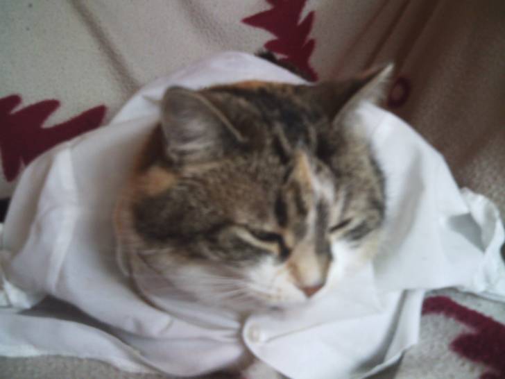 Biscotte - (8 ans)