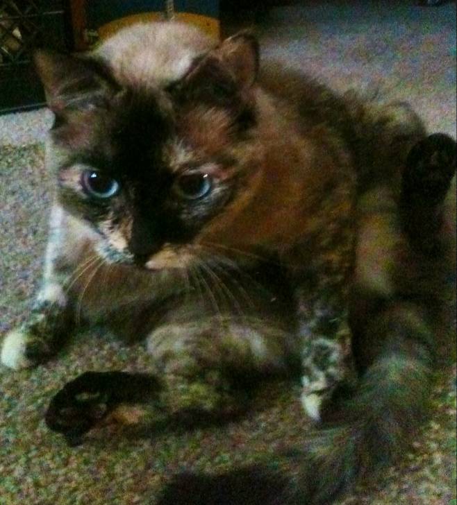 Coco - (7 ans)
