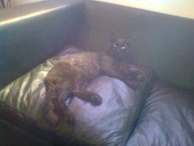 Jayy en el sillon - Mâle (6 ans)