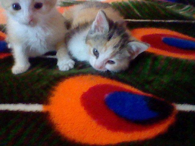 Rose & Simba - (6 mois)