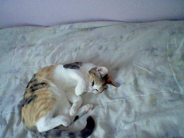 Rose - (6 mois)