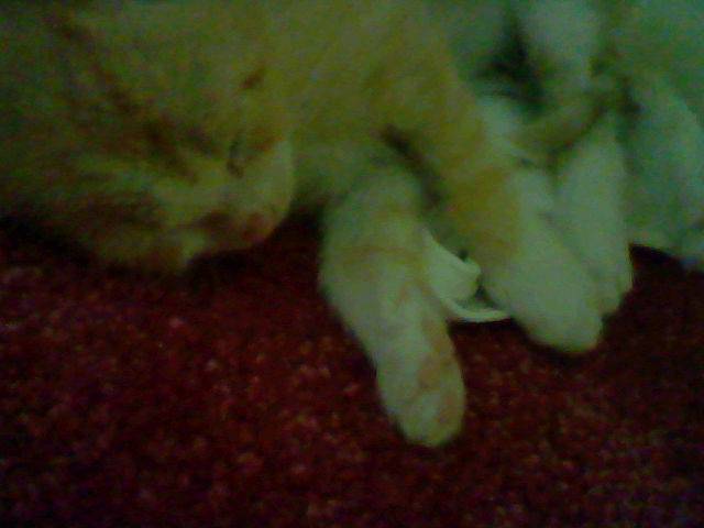 Simba - Mâle (6 mois)