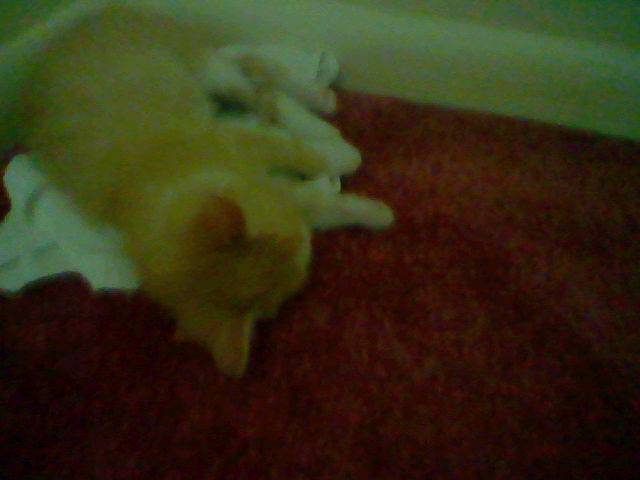 Simba - Mâle (6 mois)