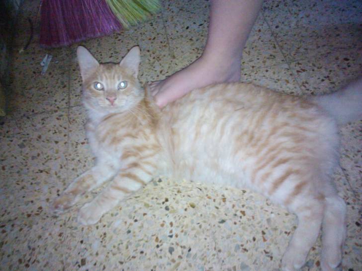 Homero, Alias 'Merito' - Mâle (11 mois)