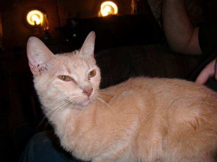 Piggy - (18 ans)